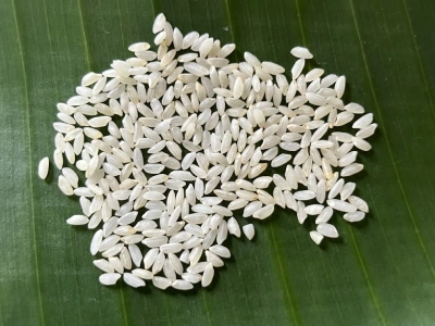 Sona Masoori Rice Exporters in India